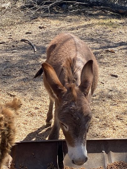 Enchanted Farm Mobile Petting Zoo photo 4
