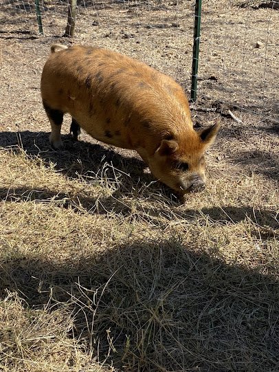 Enchanted Farm Mobile Petting Zoo photo 5