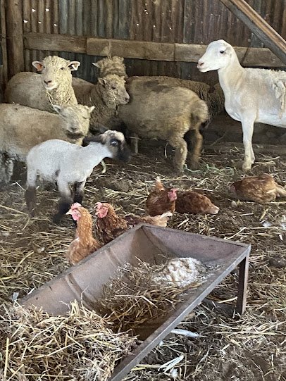Enchanted Farm Mobile Petting Zoo photo 6
