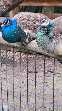 Cohanzick Zoo photo 2