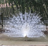 Cohanzick Zoo photo 4