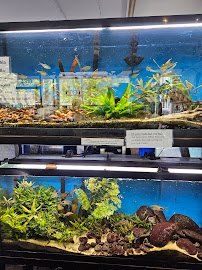 The Wet Spot Tropical Fish photo 5