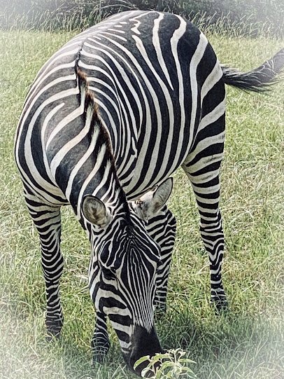 Busy B Ranch Wildlife Park, LLC
