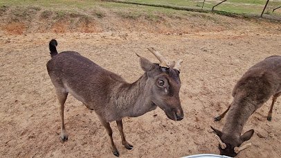 Busy B Ranch Wildlife Park, LLC photo 2
