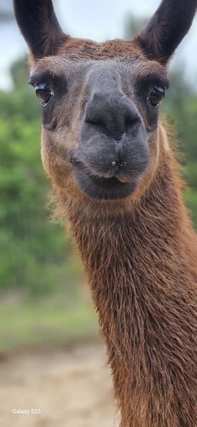 Busy B Ranch Wildlife Park, LLC photo 4