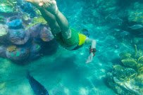 Discovery Cove photo 3