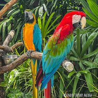 Discovery Cove photo 5