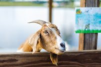Petting Farm