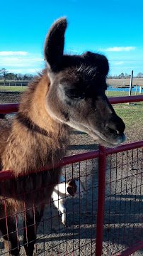 Petting Farm photo 2