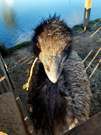 Petting Farm photo 3