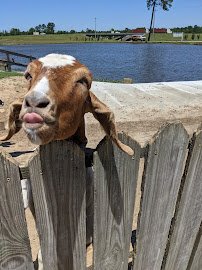 Petting Farm photo 4