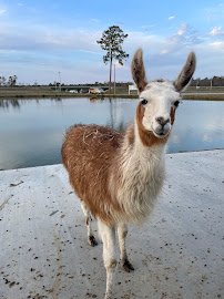 Petting Farm photo 5