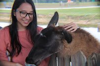 Petting Farm photo 6