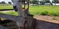 Petting Zoo Ocala photo 2