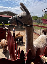 Petting Zoo Ocala photo 4