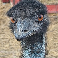 Petting Zoo Ocala photo 5
