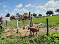 Petting Zoo Ocala photo 6
