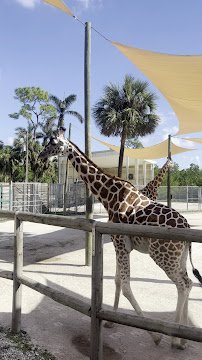 Naples Zoo at Caribbean Gardens photo 2