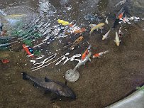 The Ocean Floor photo 5