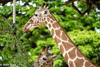 Honolulu Zoo photo 4