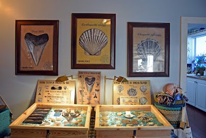 Fernandina Fossils & Co. photo 6