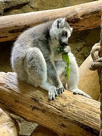 Rainforest Adventures Zoo photo 4