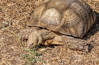 Rainforest Adventures Zoo photo 5