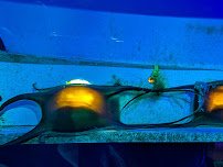 Save The Bay's Hamilton Family Aquarium photo 3