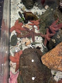 Save The Bay's Hamilton Family Aquarium photo 4