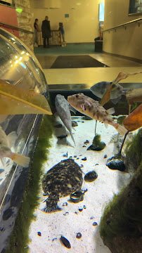 Save The Bay's Hamilton Family Aquarium photo 6