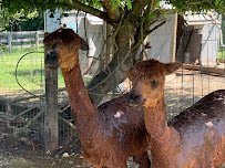 Creatures Great and Small Animal Park photo 2