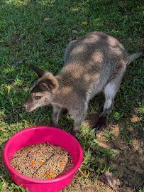 Creatures Great and Small Animal Park photo 3