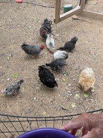 Creatures Great and Small Animal Park photo 6