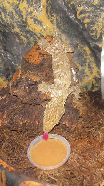 Lizards For Kids And More photo 2