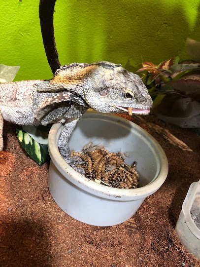 Lizards For Kids And More photo 3