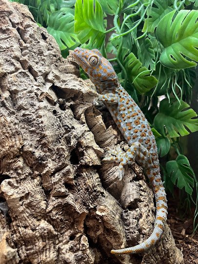 Lizards For Kids And More photo 4