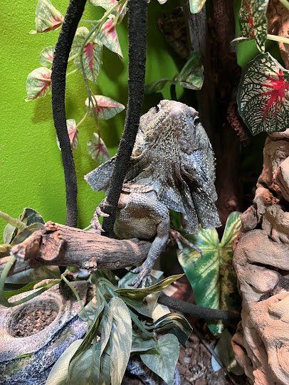 Lizards For Kids And More photo 5
