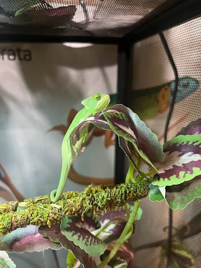 Lizards For Kids And More photo 6