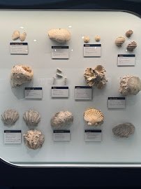 Georgia Southern Museum photo 5