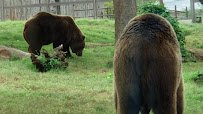 Oklahoma Zoological Society (OZS) photo 2