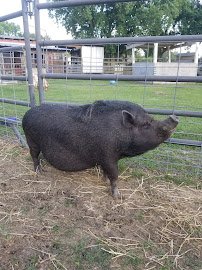 Nightsong Petting Zoo photo 2