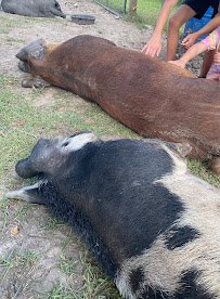 Nightsong Petting Zoo photo 3