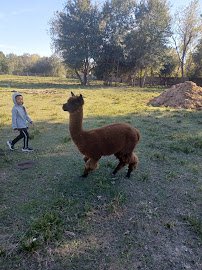 Nightsong Petting Zoo photo 4