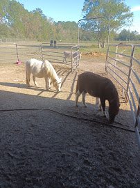 Nightsong Petting Zoo photo 6