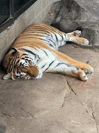 Large Cats