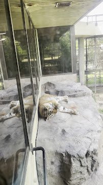 Large Cats photo 2