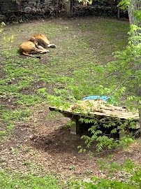 Large Cats photo 3