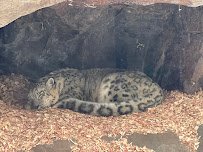 Large Cats photo 4