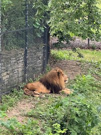 Large Cats photo 5