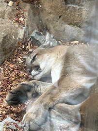 Large Cats photo 6